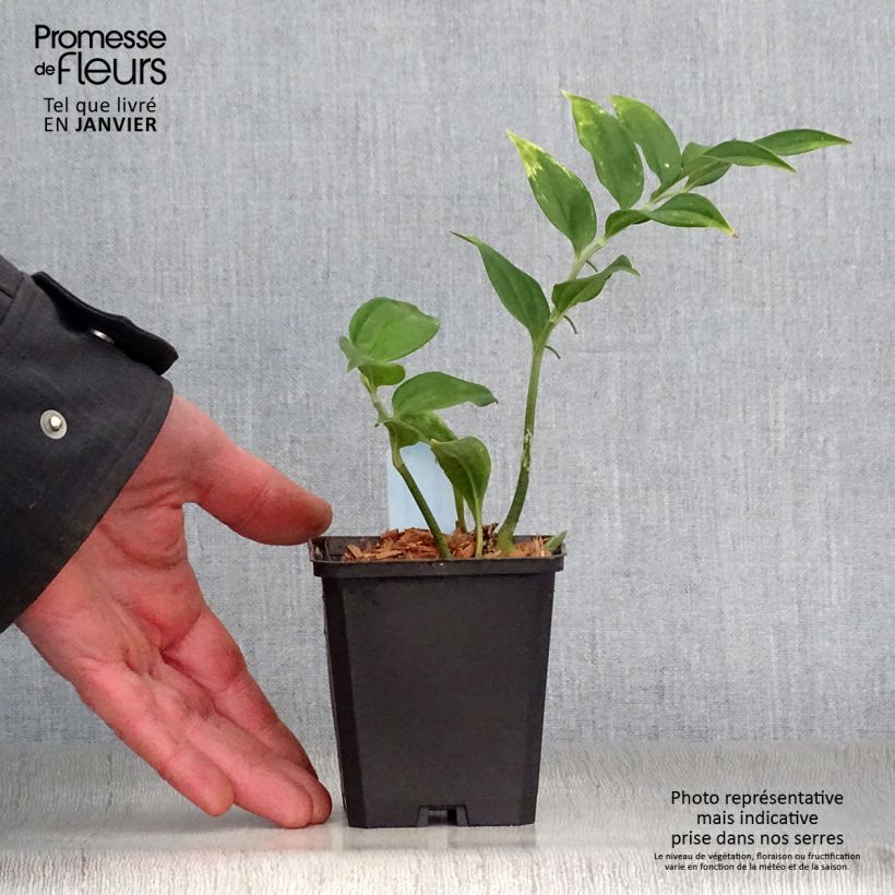 Amostra de Disporopsis pernyi Vaso de 8/9 cm tal como entregue no inverno