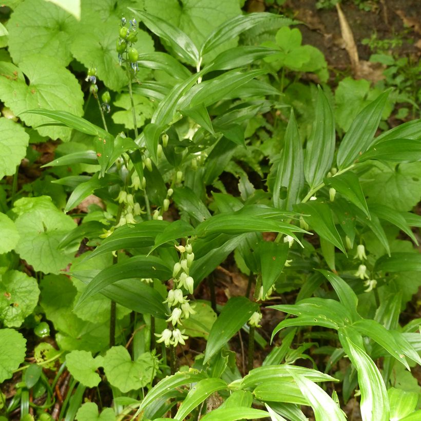 Disporopsis pernyi (Hábito)