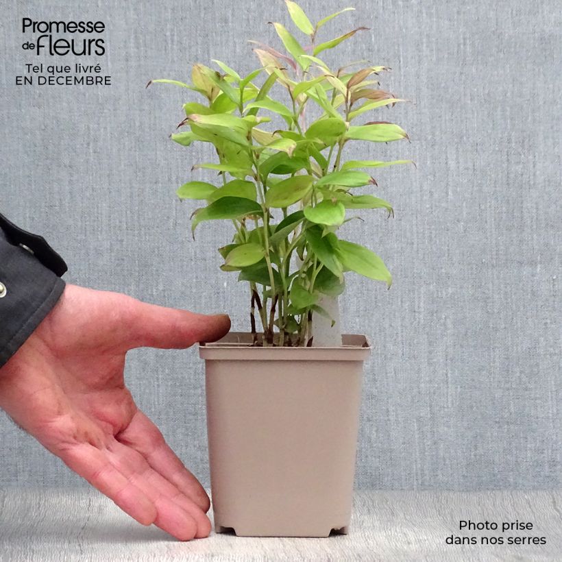 Amostra de Disporum cantoniense Green Giant Vaso de 10 cm/11 cm tal como entregue no inverno