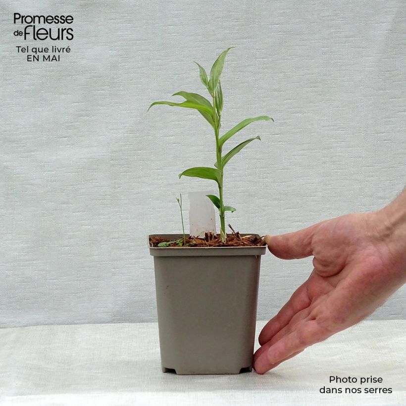 Amostra de Disporum cantoniense Green Giant Vaso de 10 cm/11 cm tal como entregue na primavera