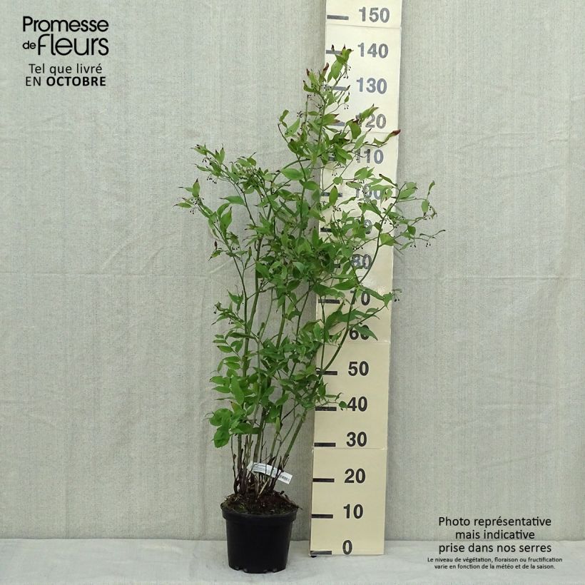 Amostra de Disporum cantoniense Green Giant Vaso de 3 L/4 L tal como entregue no outono