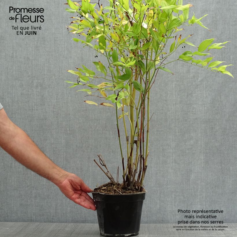 Amostra de Disporum cantoniense Green Giant Vaso de 3 L/4 L tal como entregue no verão
