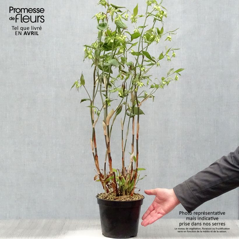 Amostra de Disporum cantoniense Green Giant Vaso de 3 L/4 L tal como entregue na primavera