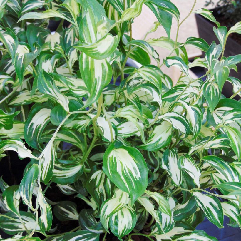 Disporum cantoniense Moonlight (Folhagem)