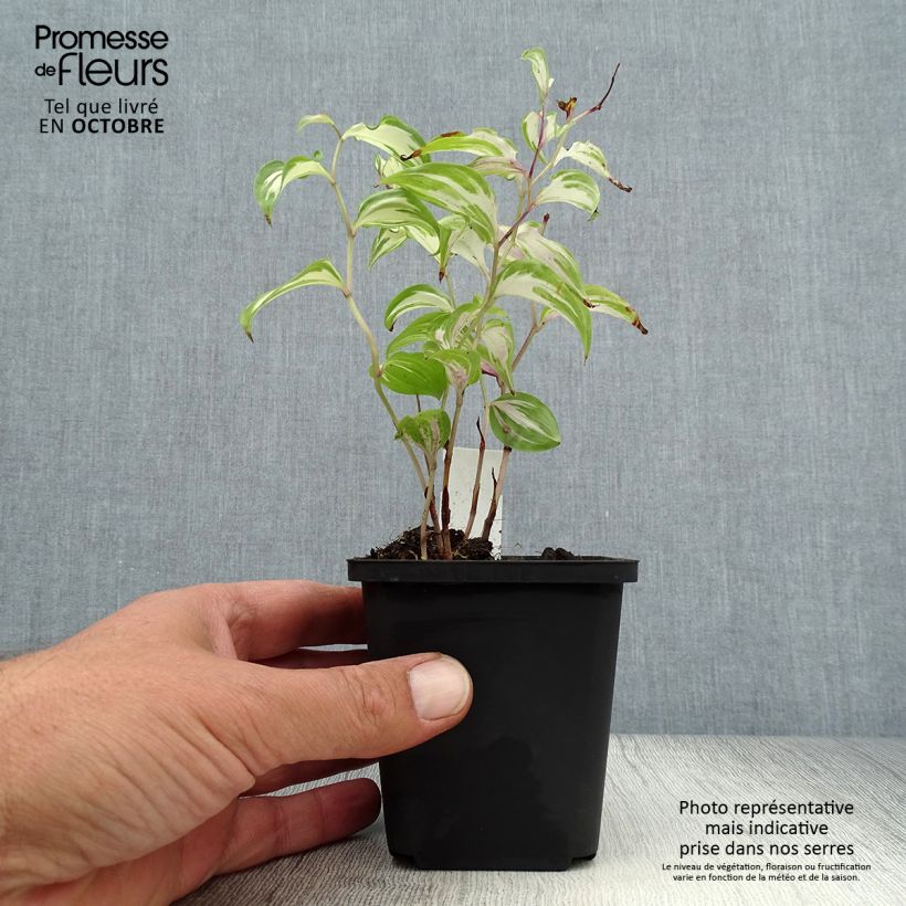 Amostra de Disporum cantoniense Moonlight Vaso de 8/9 cm tal como entregue no outono