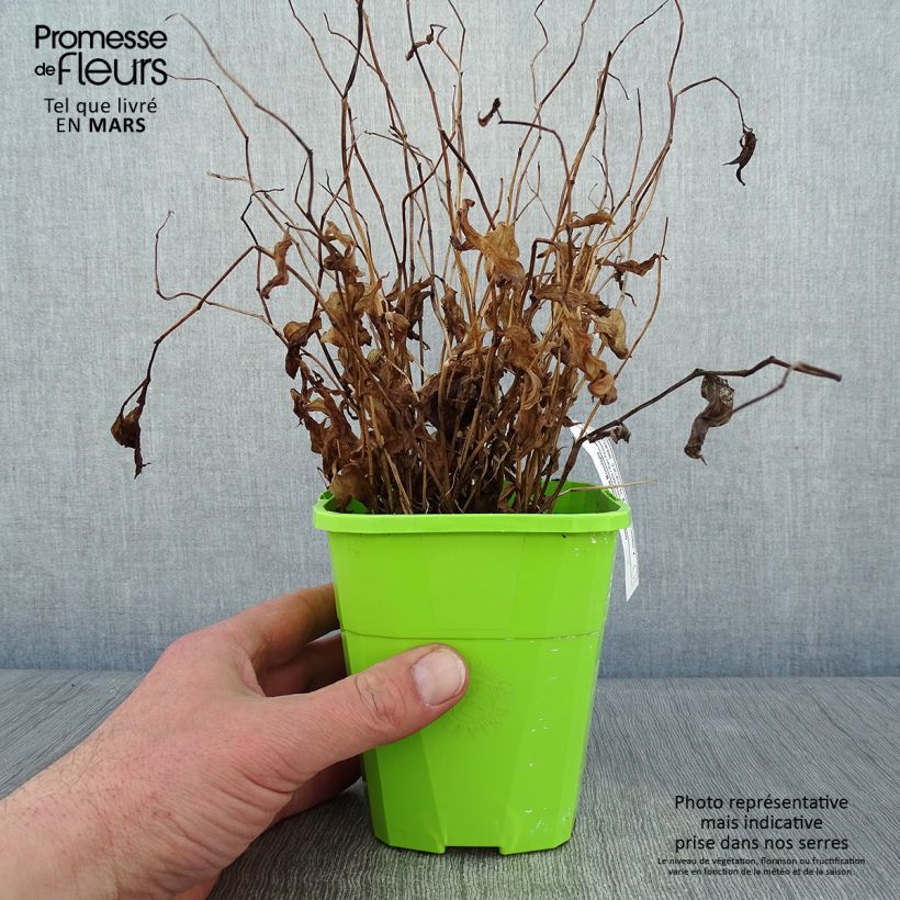 Amostra de Disporum cantoniense Moonlight Vaso de 1,5 L/2 L tal como entregue no inverno