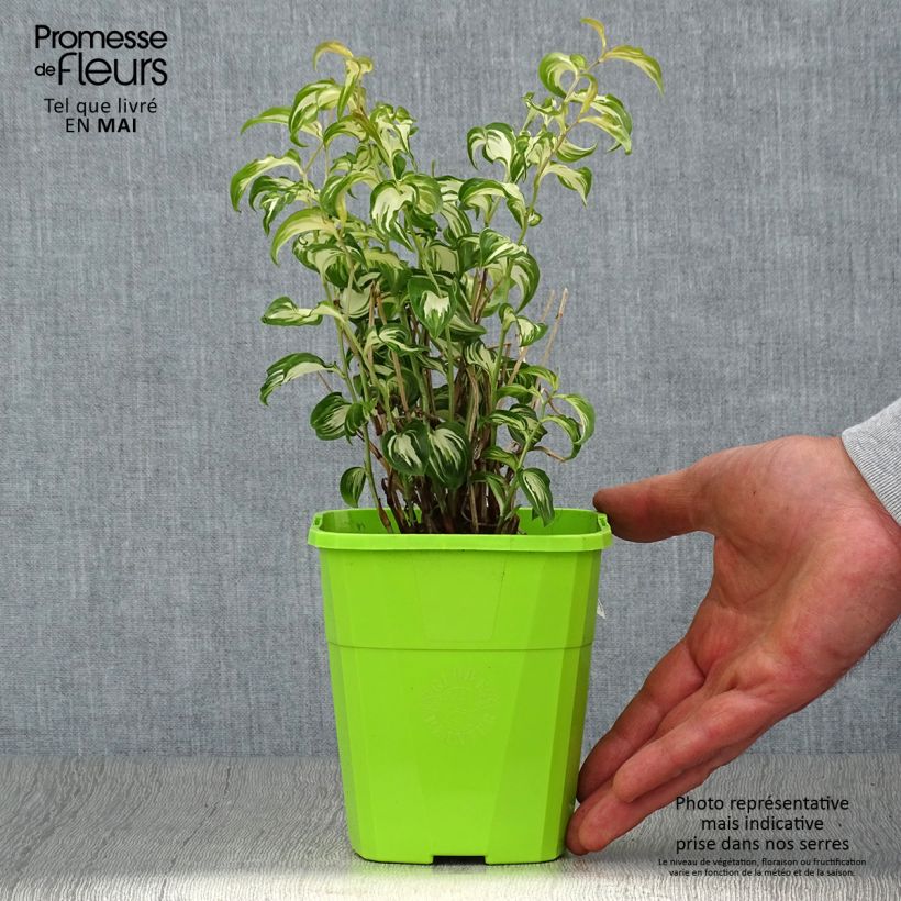 Amostra de Disporum cantoniense Moonlight Vaso de 1,5 L/2 L tal como entregue na primavera