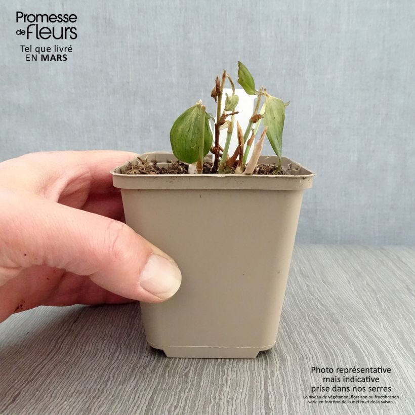 Amostra de Disporum cantoniense Night Heron Vaso de 8/9 cm tal como entregue na primavera