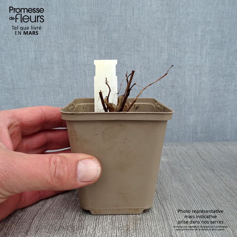 Amostra de Disporum cantoniense Night Heron - Cloche des fées Vaso de 8/9 cm tal como entregue no inverno