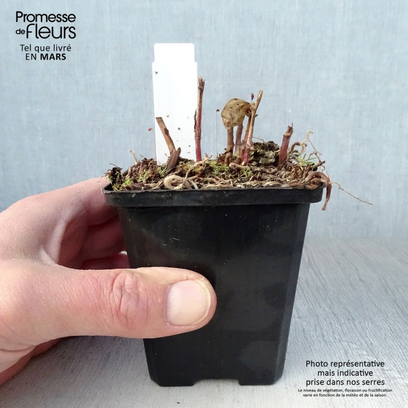 Amostra de Disporum megalanthum Vaso de 8/9 cm tal como entregue na primavera