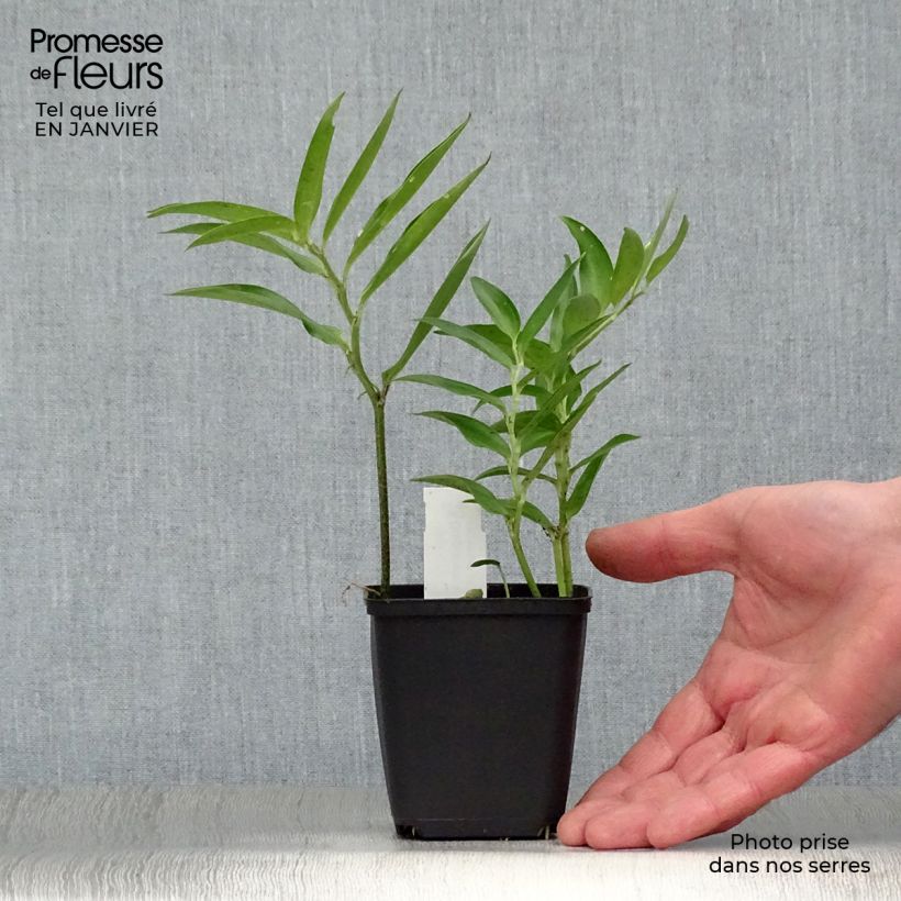 Amostra de Disporum sessile Vaso de 8/9 cm tal como entregue no inverno