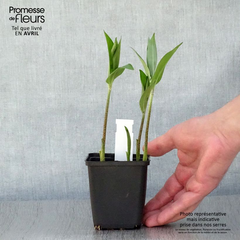 Amostra de Disporum sessile Vaso de 8/9 cm tal como entregue na primavera