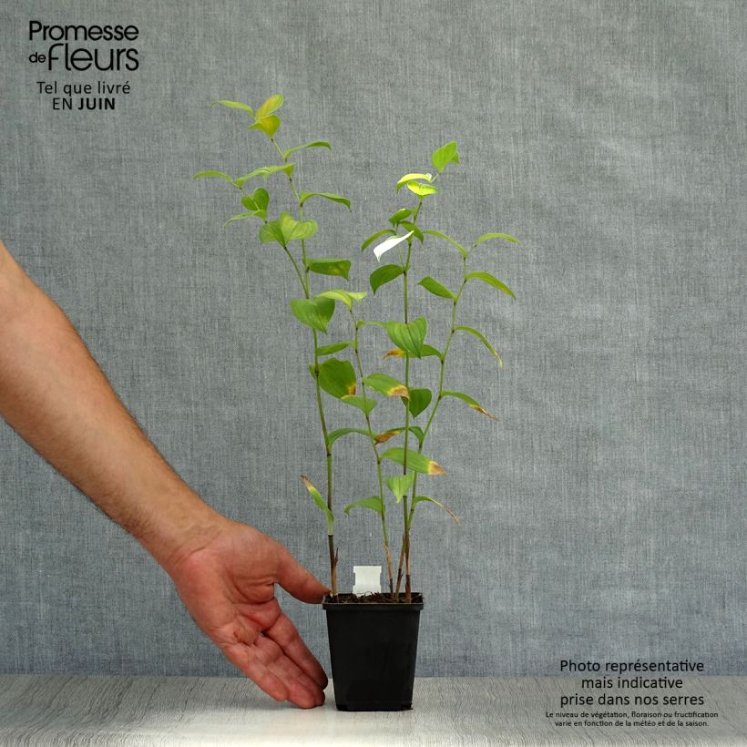 Amostra de Disporum uniflorum Vaso de 8/9 cm tal como entregue no verão