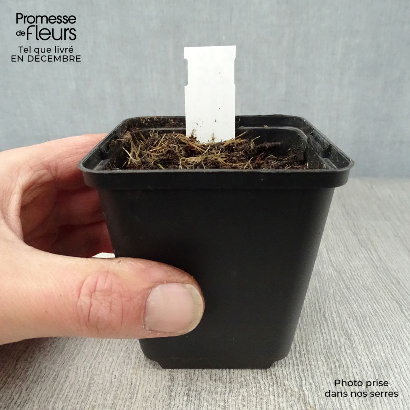 Amostra de Disporum uniflorum - Cloche des fées de Corée Godet de 8/9 cm tal como entregue no inverno