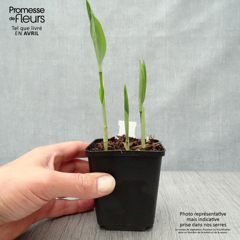 Amostra de Disporum uniflorum Vaso de 8/9 cm tal como entregue na primavera