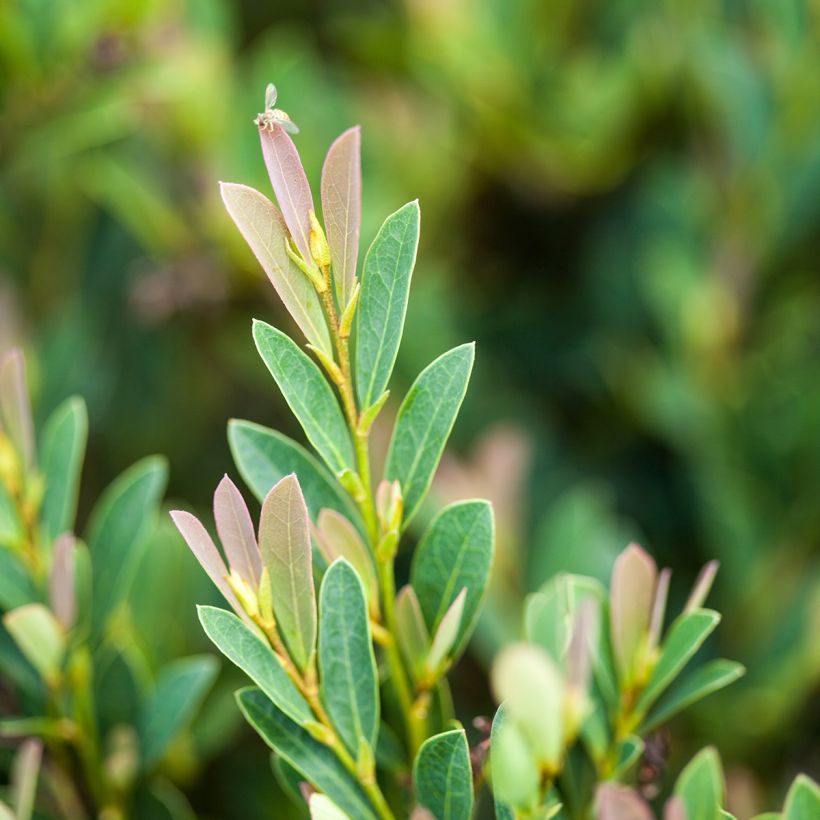 Distylium Cinnamon Girl (Folhagem)