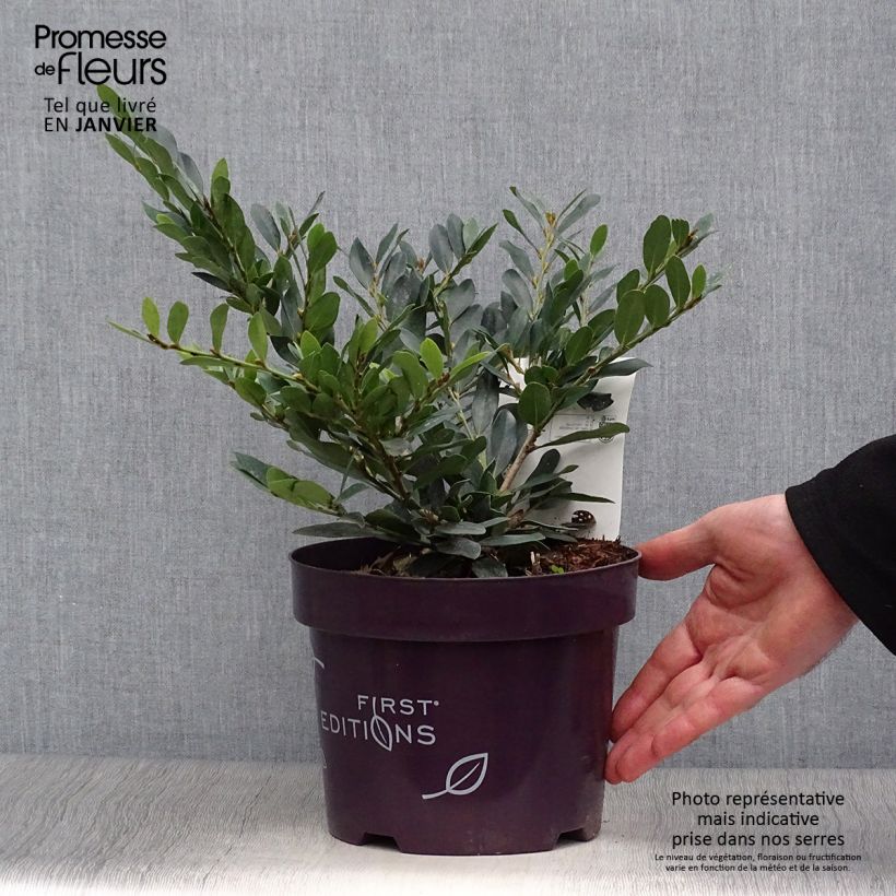 Amostra de Distylium Coppertone Vaso de 2 L/3 L tal como entregue no inverno