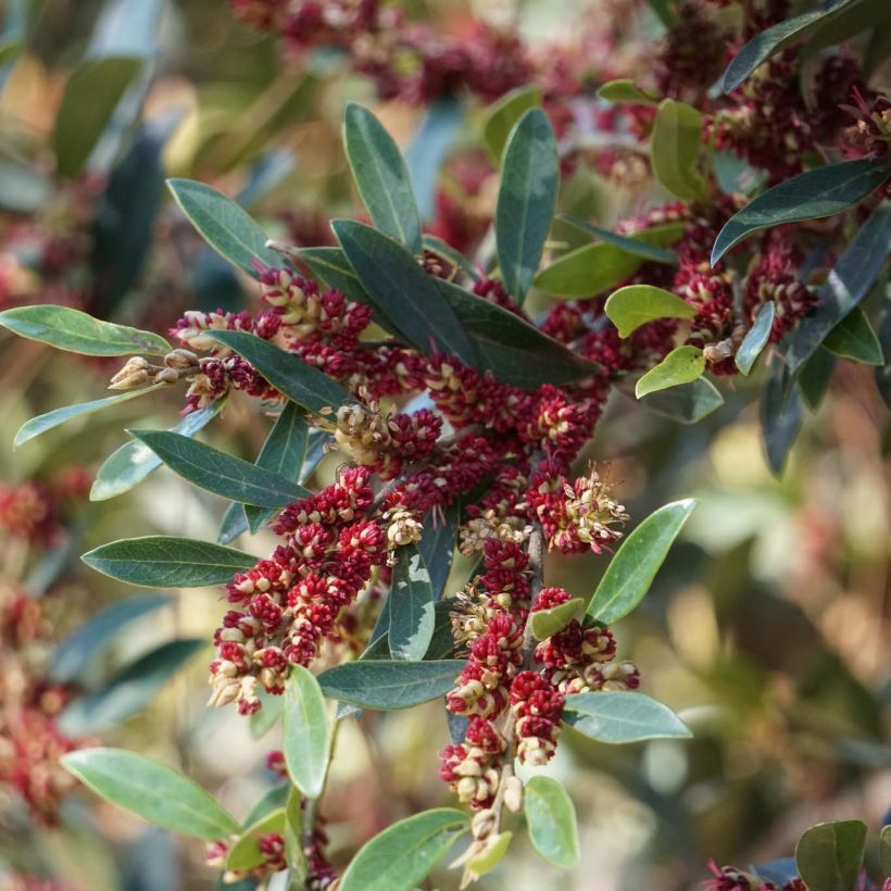 Distylium Vintage Jade (Floração)