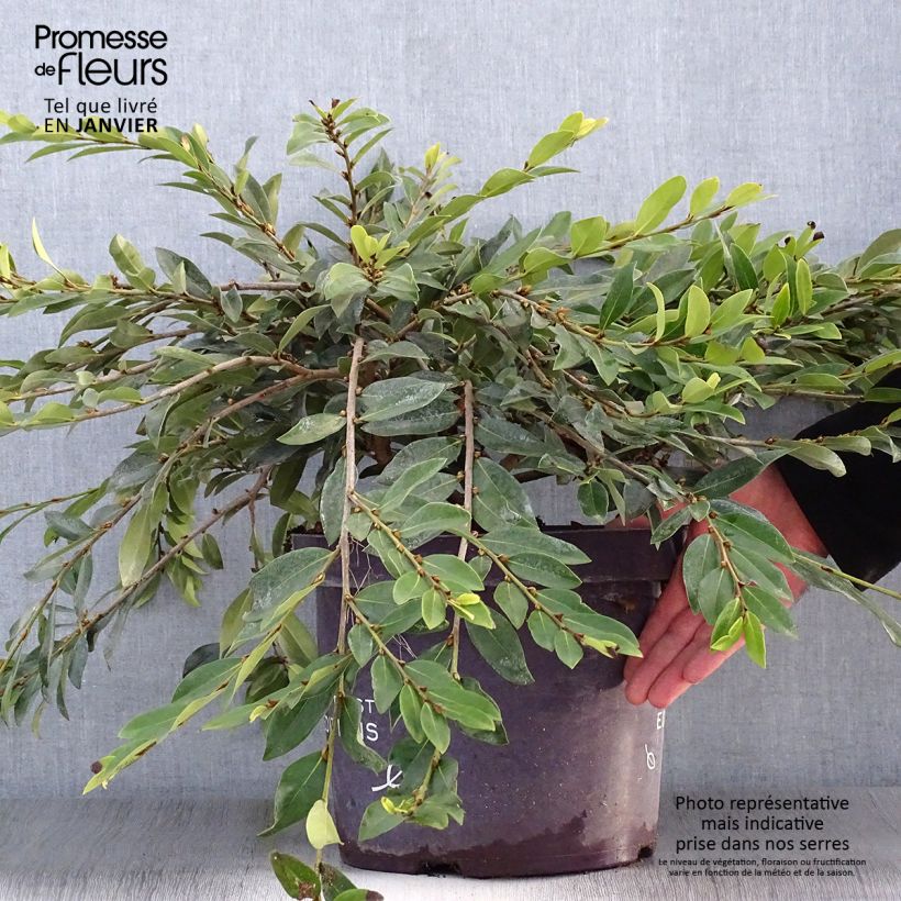 Amostra de Distylium Vintage Jade Vaso de 7,5 L/10 L tal como entregue no inverno