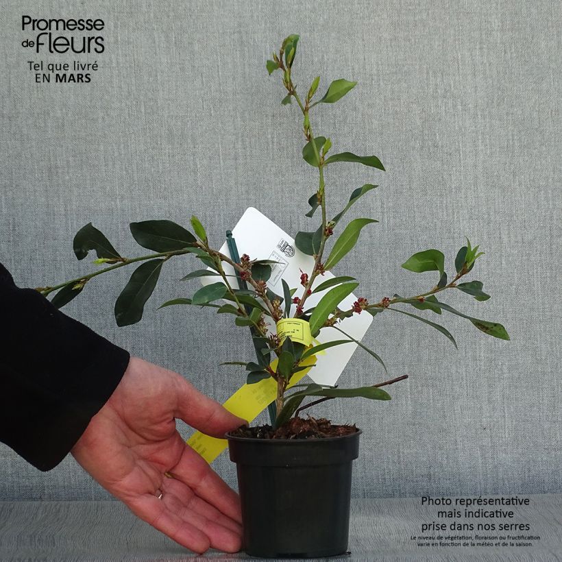 Amostra de Distylium Vintage Jade Vaso de 8/9 cm tal como entregue na primavera