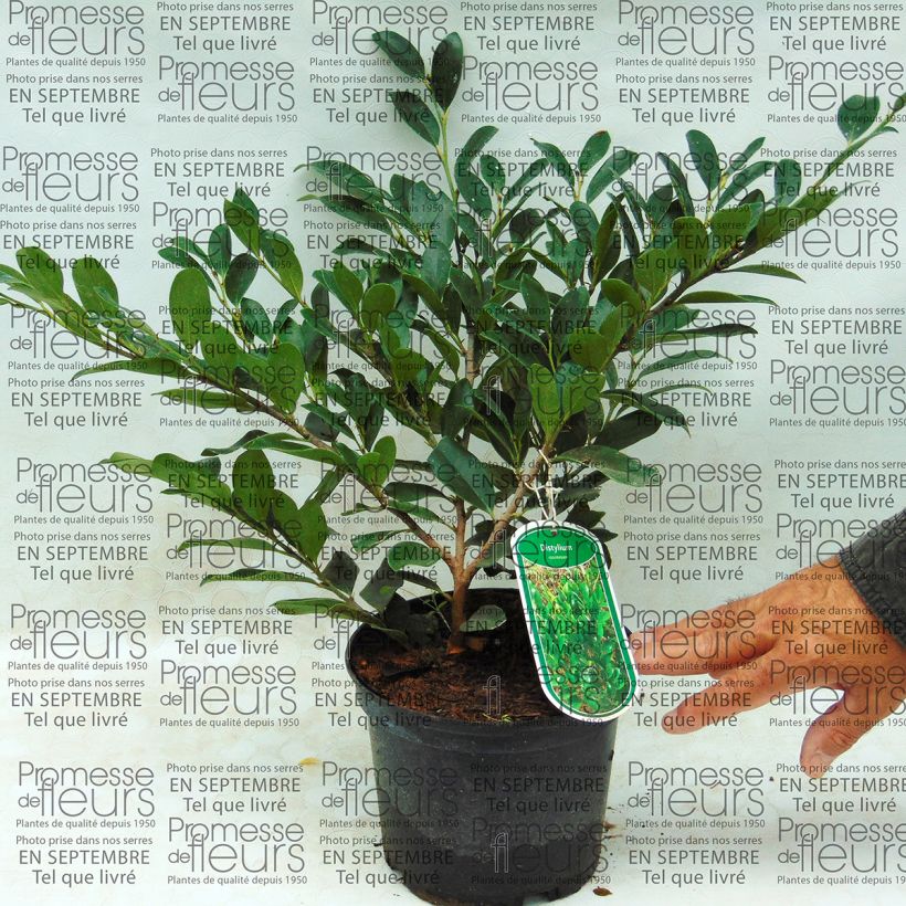 Exemplo de amostra de Distylium racemosum Vaso de 2 L/3 L tal como entregue