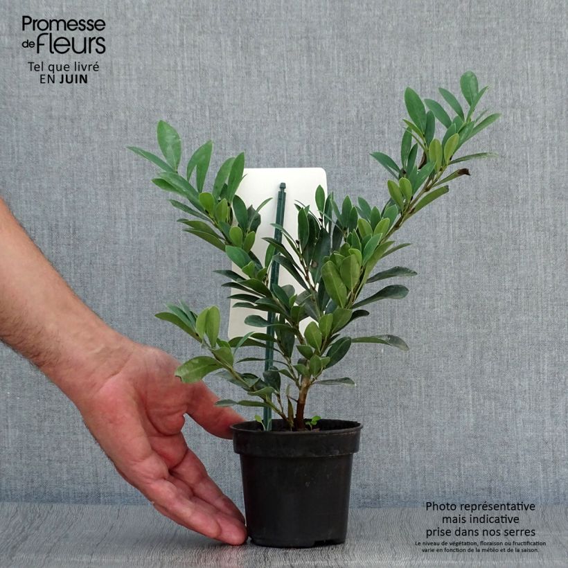 Amostra de Distylium Blue Cascade Vaso de 10 cm/11 cm tal como entregue no verão