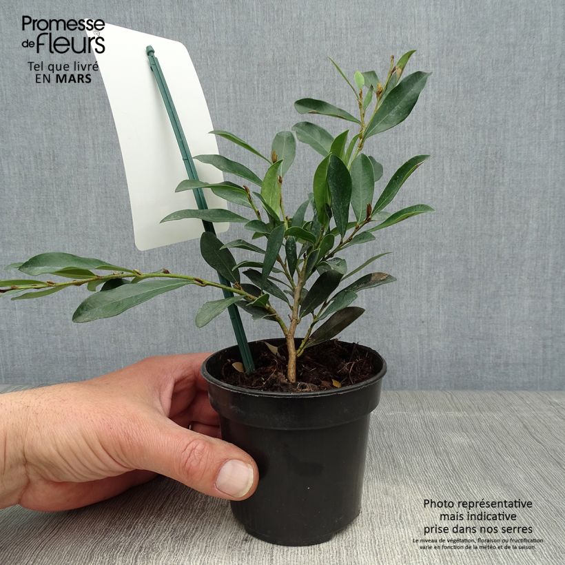 Amostra de Distylium Blue Cascade Vaso de 10 cm/11 cm tal como entregue na primavera