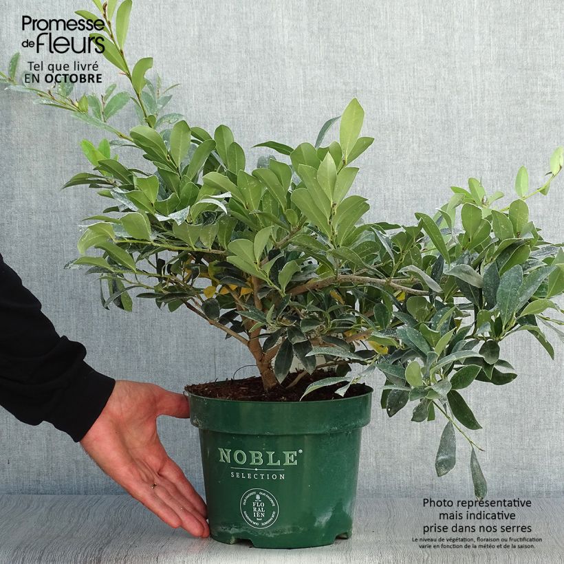Amostra de Distylium Blue Cascade Vaso de 3 L/4 L tal como entregue no outono