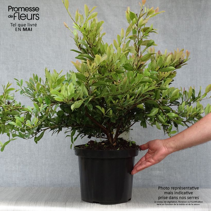 Amostra de Distylium Blue Cascade Vaso de 7,5 L/10 L tal como entregue na primavera