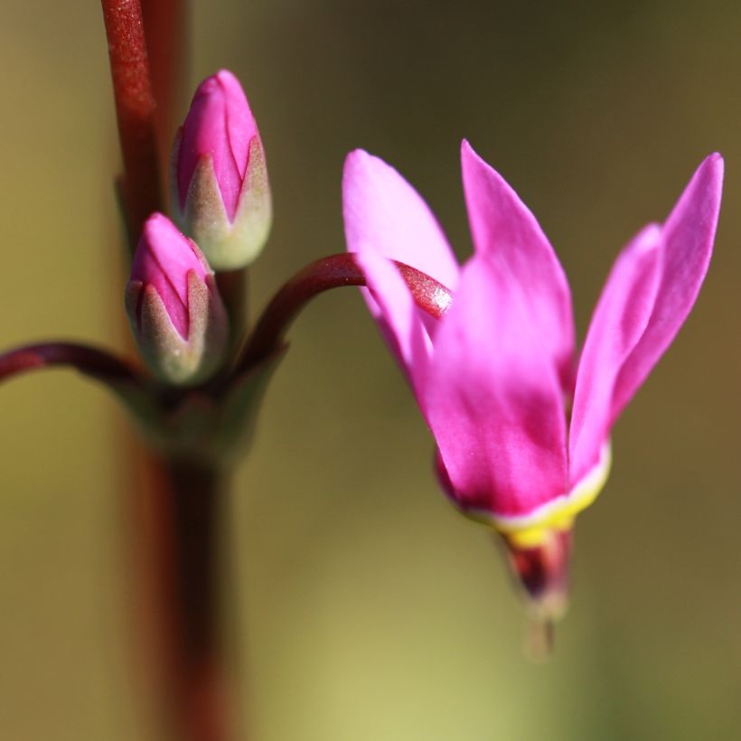 Dodecatheon jeffreyi Rotlicht (Floração)