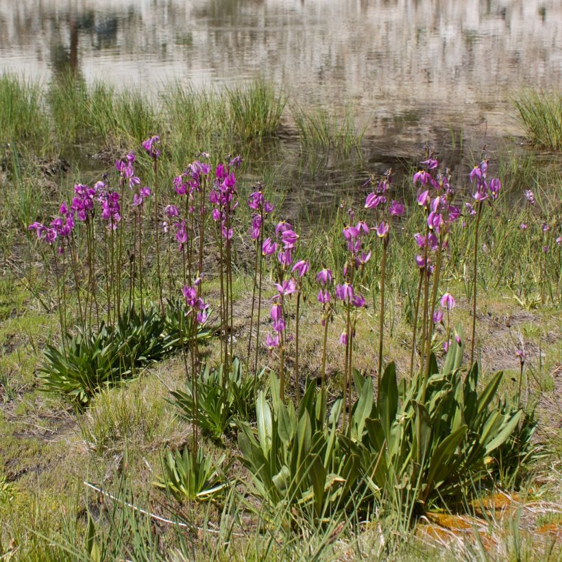 Dodecatheon jeffreyi Rotlicht (Hábito)