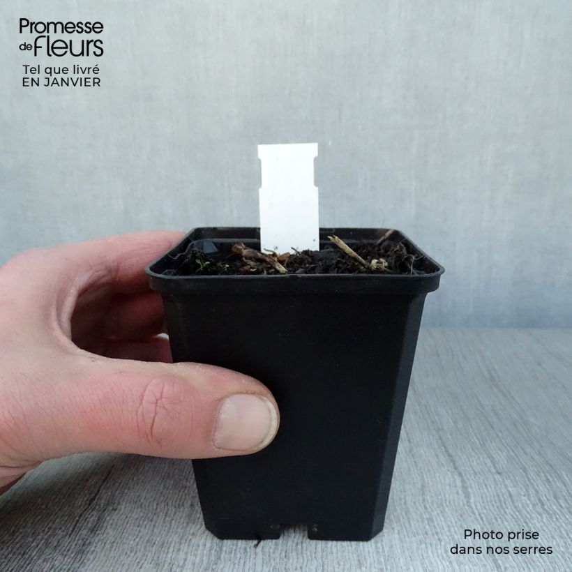 Amostra de Dodecatheon jeffreyi Rotlicht - Gyroselle Vaso de 8/9 cm tal como entregue no inverno