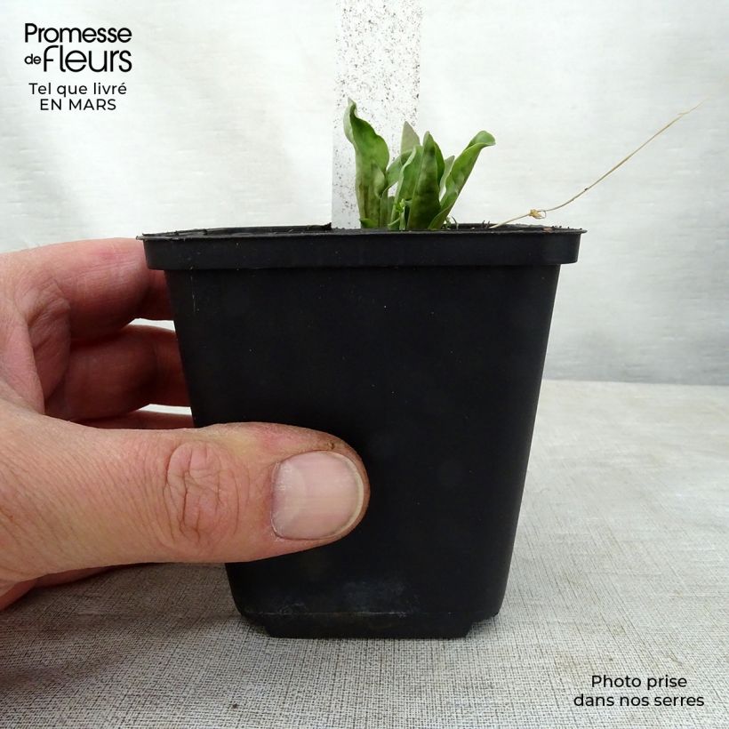 Amostra de Dodecatheon jeffreyi Rotlicht Vaso de 8/9 cm tal como entregue na primavera