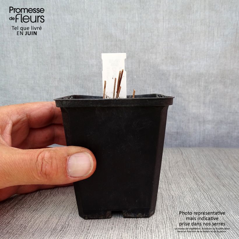 Amostra de Dodecatheon jeffreyi Rotlicht Vaso de 8/9 cm tal como entregue no verão