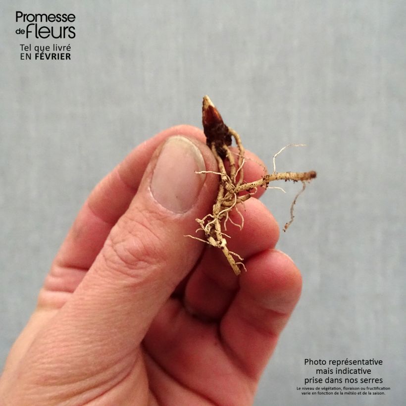 Amostra de Dodecatheon jeffreyi Rotlicht - Gyroselle Raízes nuas tal como entregue no inverno