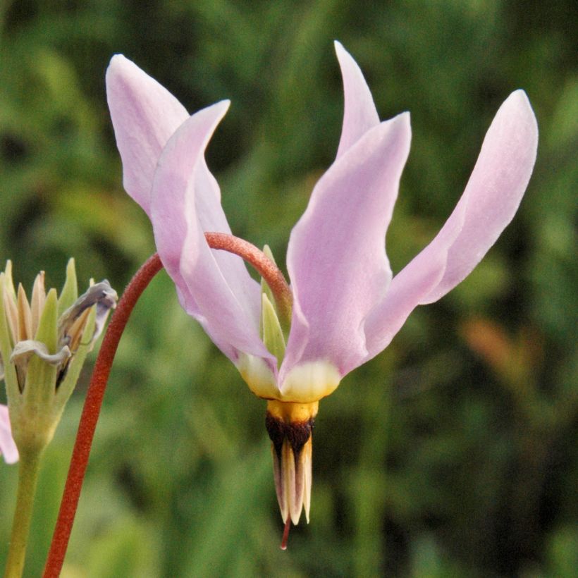 Dodecatheon meadia (Floração)