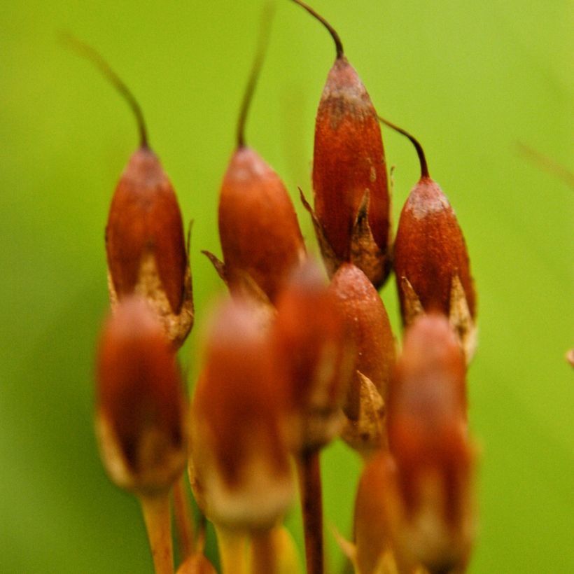 Dodecatheon meadia (Colheita)