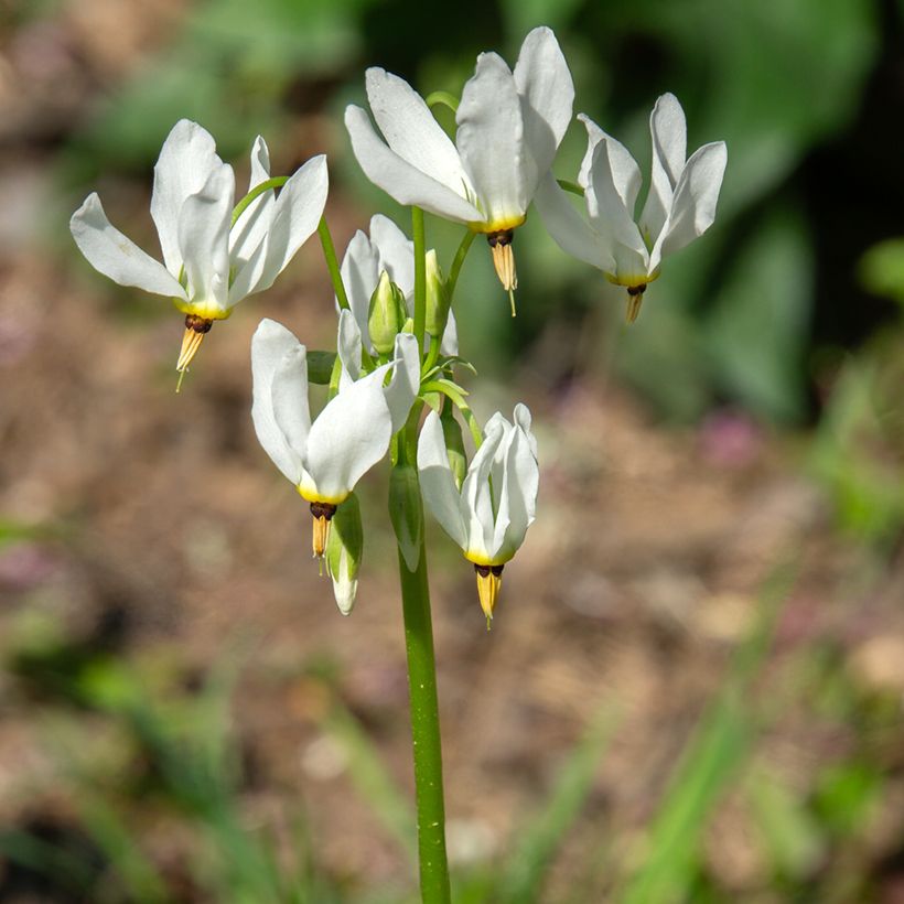 Dodecatheon meadia Album (Floração)