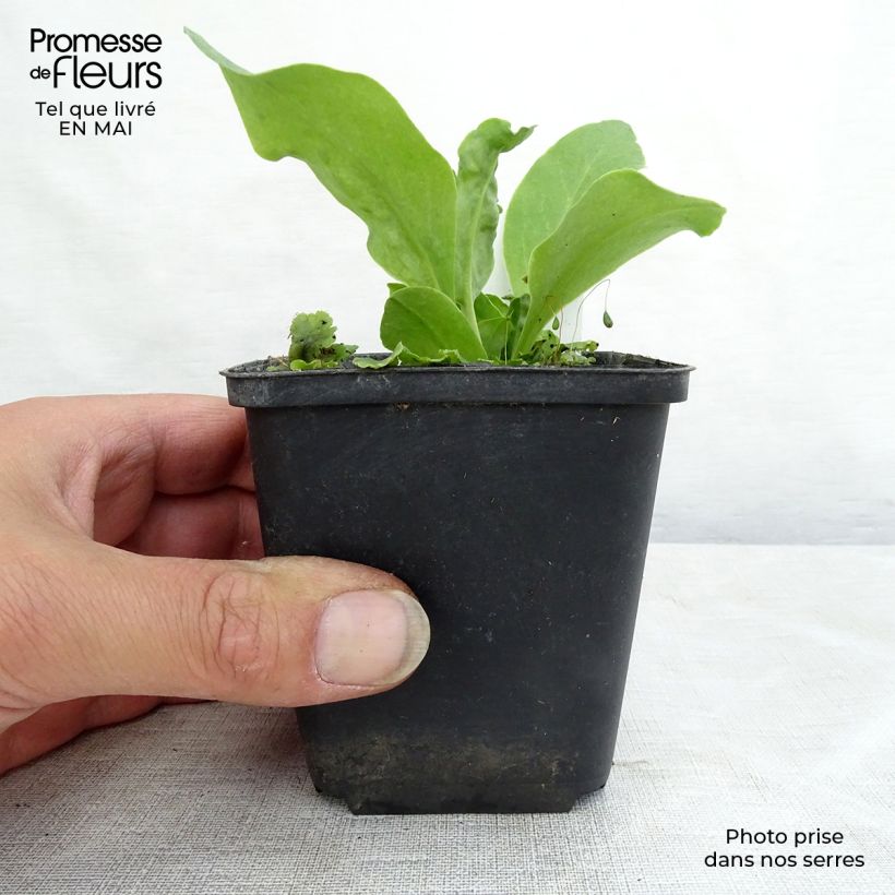 Amostra de Dodecatheon meadia Vaso de 8/9 cm tal como entregue na primavera