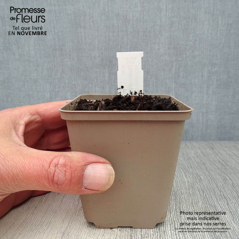 Amostra de Dodecatheon meadia Vaso de 8/9 cm tal como entregue no outono
