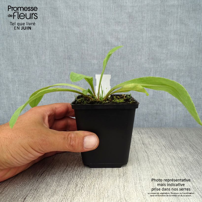 Amostra de Dodecatheon meadia Vaso de 8/9 cm tal como entregue no verão