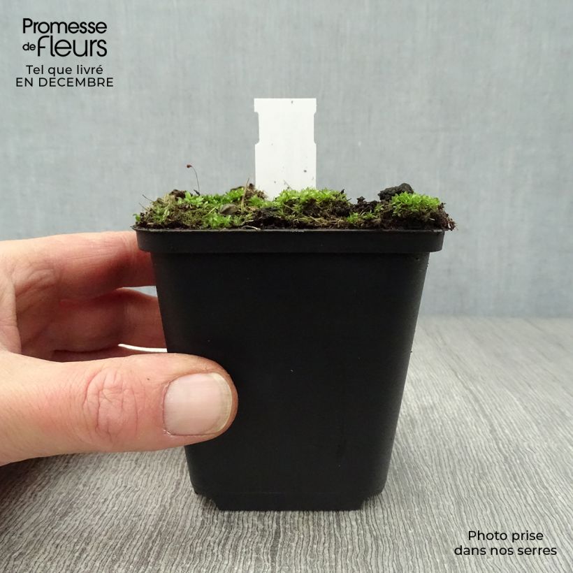 Amostra de Dodecatheon meadia -  Gyroselle de Virginie Vaso de 8/9 cm tal como entregue no inverno