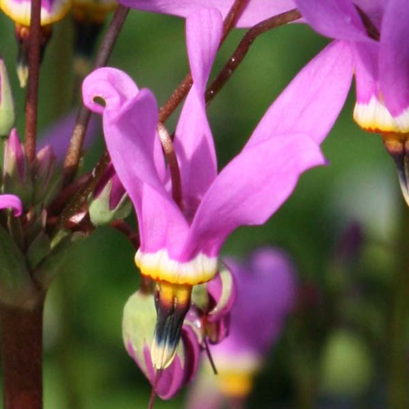 Dodecatheon meadia Queen Victoria (Floração)