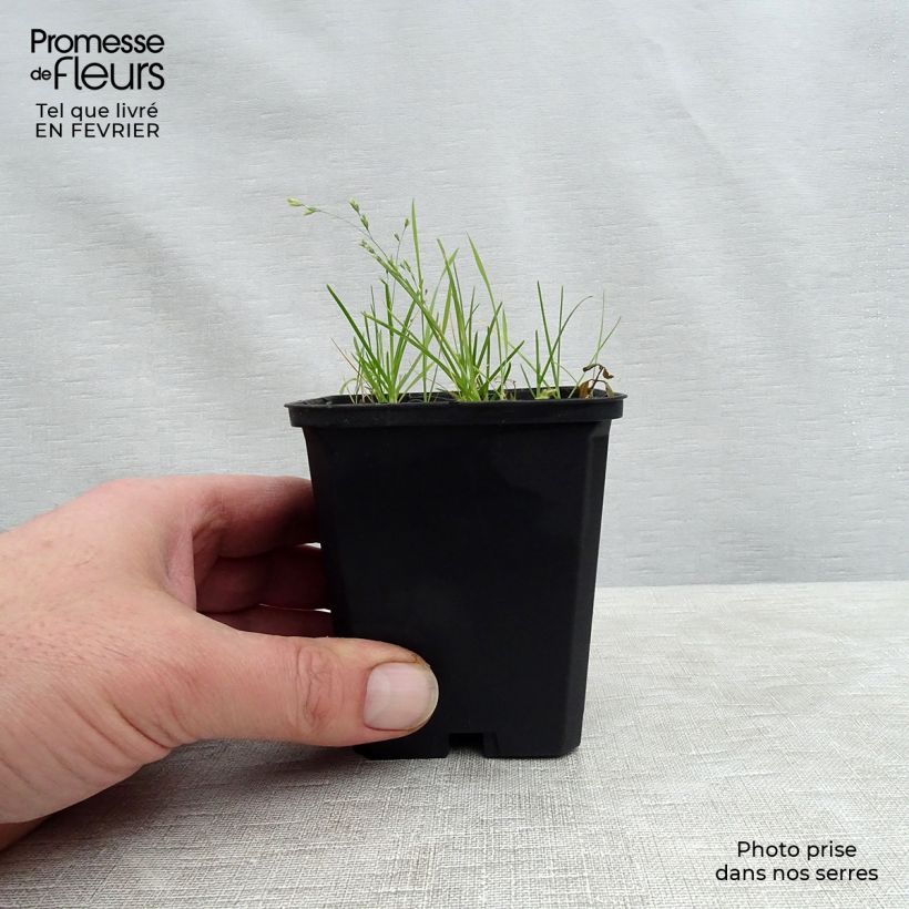 Amostra de Dodecatheon meadia Queen Victoria Vaso de 8/9 cm tal como entregue no inverno