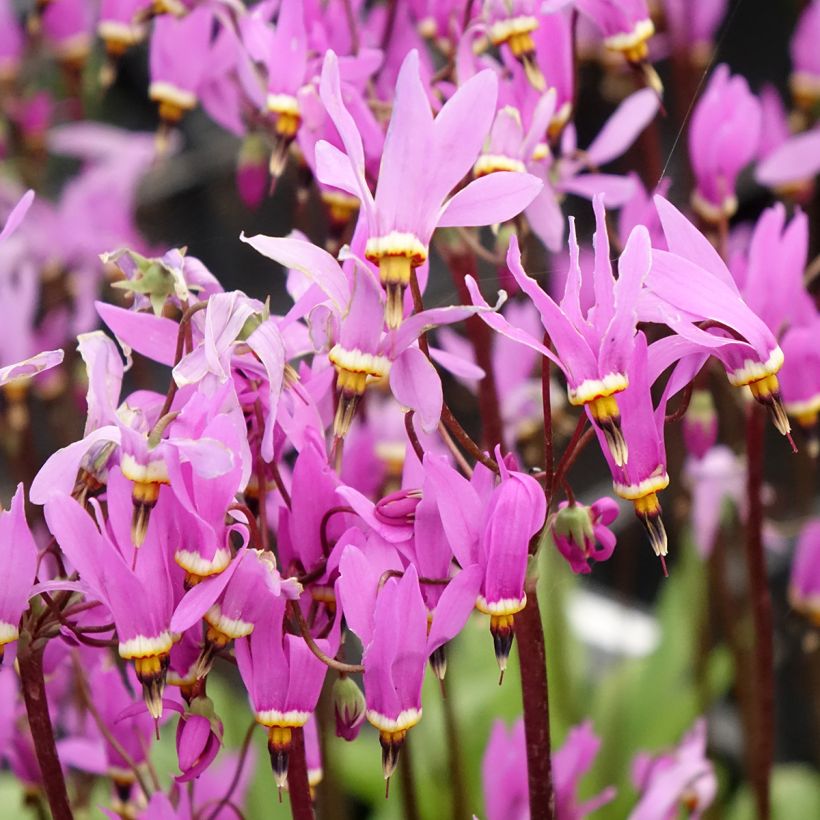 Dodecatheon meadia Queen Victoria (Floração)