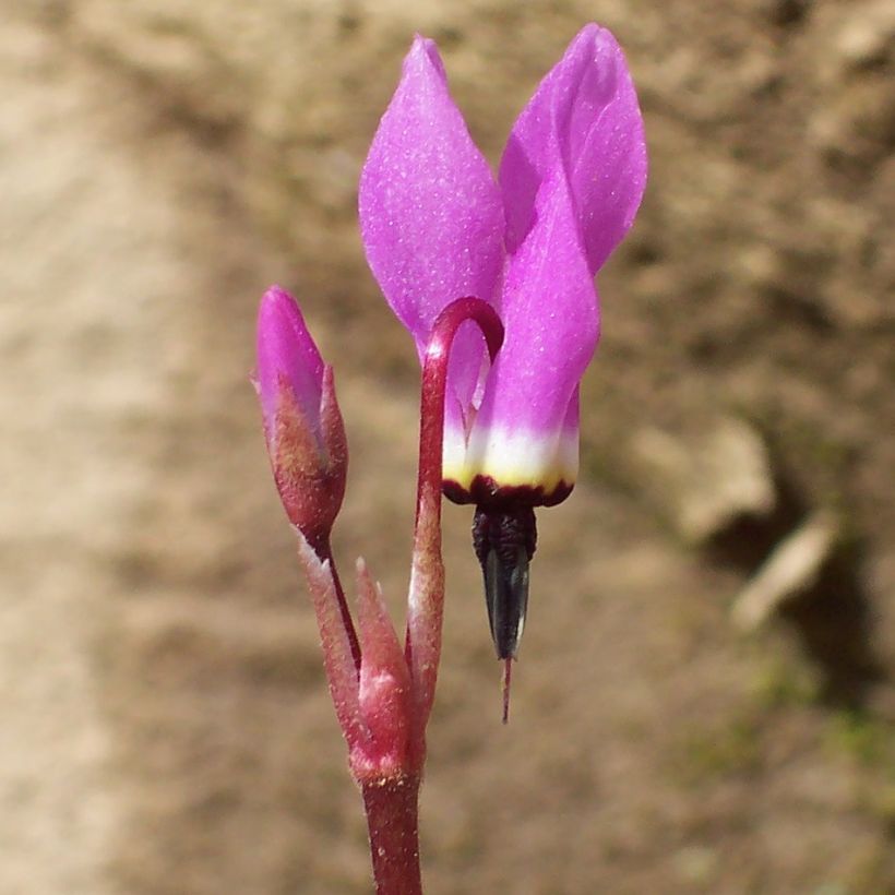 Dodecatheon pulchellum Red Wings (Floração)