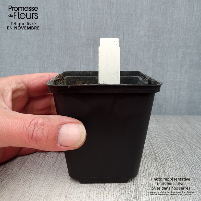 Amostra de Dodecatheon pulchellum Red Wings Vaso de 8/9 cm tal como entregue no outono