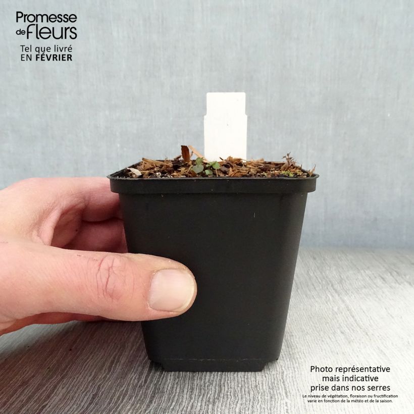 Amostra de Dodecatheon pulchellum Red Wings - Gyroselle Vaso de 8/9 cm tal como entregue no inverno