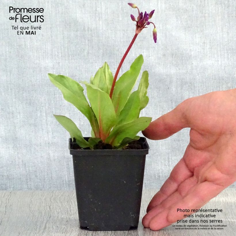 Amostra de Dodecatheon pulchellum Red Wings Vaso de 8/9 cm tal como entregue na primavera