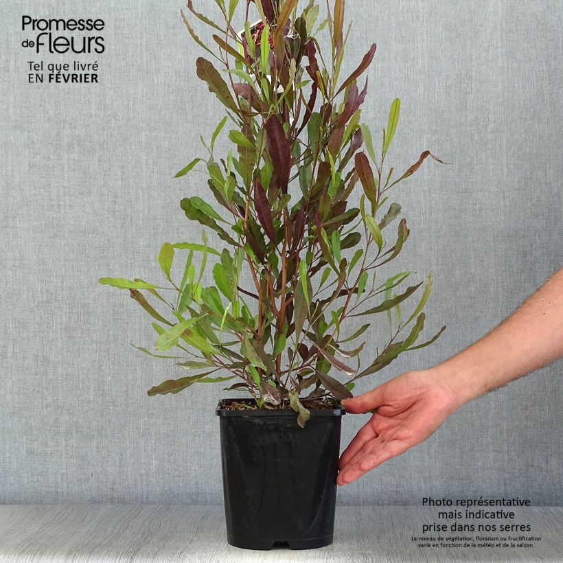 Amostra de Dodonaea viscosa Purpurea Vaso de 3 L/4 L tal como entregue no outono